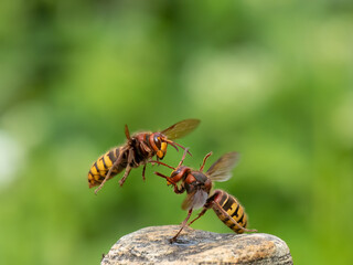 Hornisse (Vespa crabro)