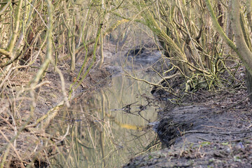 Small woodland stream background