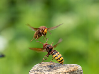 Hornisse (Vespa crabro)