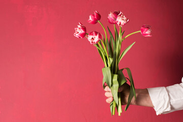 A bouquet of pink tulips in a man's hand on a pink background