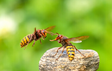 Hornisse (Vespa crabro)