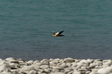 duck in the lake