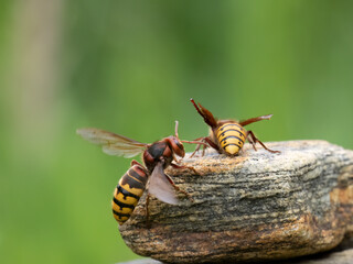 Hornisse (Vespa crabro)
