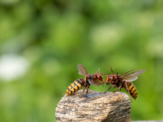 Hornisse (Vespa crabro)