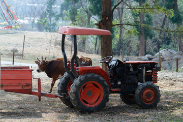 Tractor and cow