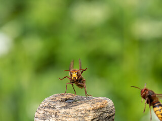 Hornisse (Vespa crabro)
