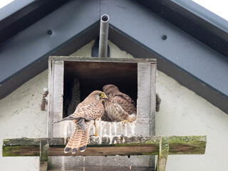 Turmfalke (Falco tinnunculus)