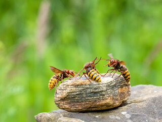 Hornisse (Vespa crabro)