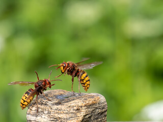 Hornisse (Vespa crabro)