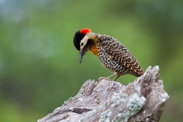 Green barred Woodpecker in forest environment,  La Pampa province, Patagonia, Argentina.
