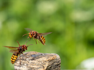 Hornisse (Vespa crabro)