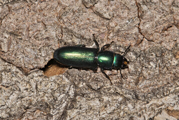 Bark-gnawing beetle Temnoscheila acuta insect nature pest control tree.