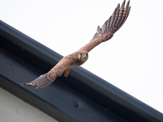 Turmfalke (Falco tinnunculus)