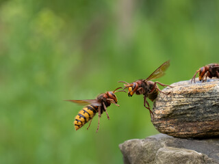 Hornisse (Vespa crabro)