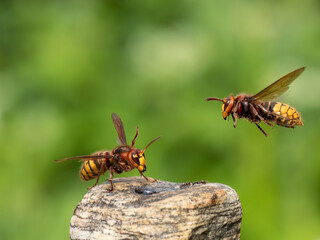 Hornisse (Vespa crabro)