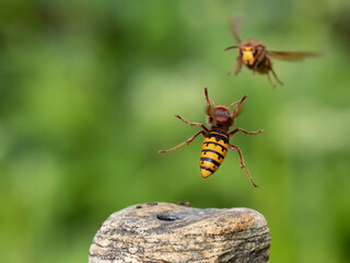 Hornisse (Vespa crabro)