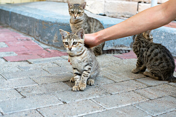 group of stray tabby cats and kittens sitting on a paved sidewalk. A person gently pets one kitten. Concept of animal rescue and pet adoption, of urban wildlife, cat rescue, and pet care
