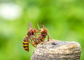 Hornisse (Vespa crabro)