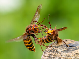 Hornisse (Vespa crabro)