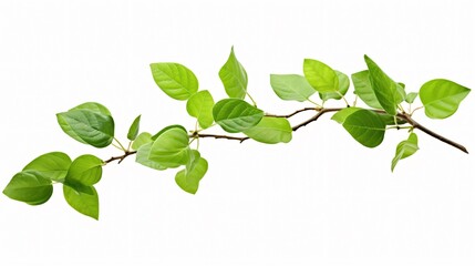Detailed branch with textured leaves displaying intricate veins and cells for design inspiration and biology concepts