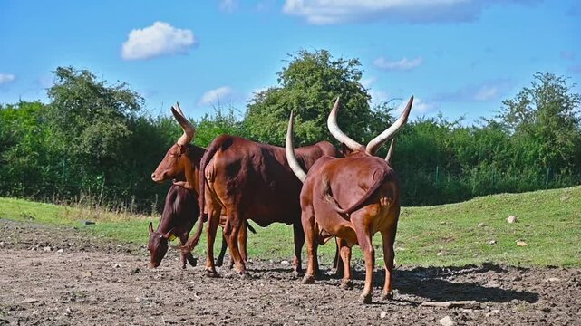 Group of Ankole Watusi cattle at zoo on a sunny day in Germany