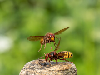 Hornisse (Vespa crabro)