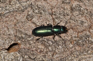 Bark-gnawing beetle Temnoscheila acuta insect nature pest control tree.