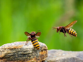 Hornisse (Vespa crabro)