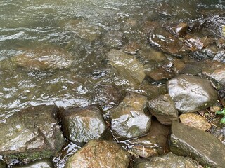 The fast flowing, clear water in the middle of the forest with mossy rocks, a river in the middle of a tropical rainforest.