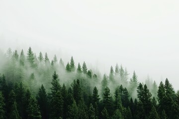 Fototapeta premium Misty Evergreen Forest