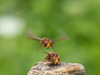 Hornisse (Vespa crabro)