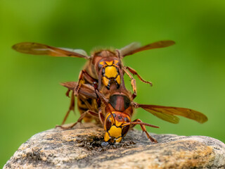 Hornisse (Vespa crabro)