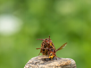 Hornisse (Vespa crabro)