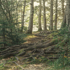 Deer Isle Maine Edgar M Tennis Nature Preserve 