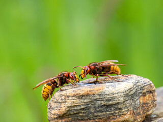 Hornisse (Vespa crabro)