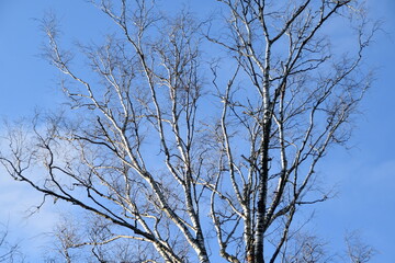 These are leafless birches in nature in sunny winter day.