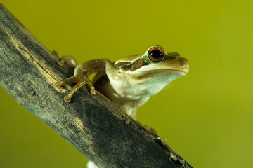 Montevideo Treefrog, Hyla Pulchela,  La Pampa, Patagonia,Argentina.
