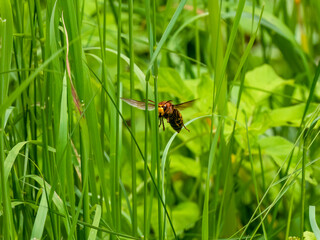 Hornisse (Vespa crabro)