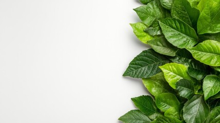 Fototapeta premium Lush Green Ivy Leaves Covering White Background. Generative AI
