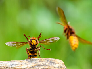 Hornisse (Vespa crabro)