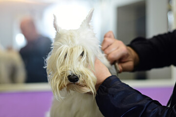 White miniature schnauzer dog getting a trim at grooming salon, closeup