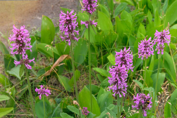 Naklejka premium Betonica officinalis in meadow. Medicinal, edible, essential oil, tannin-bearing, dyeing, honey-bearing and ornamental plant. Cottage garden.