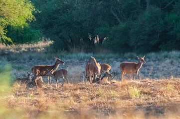 Red deer, Male roaring in La Pampa, Argentina, Parque Luro, Nature Reserve