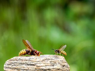 Hornisse (Vespa crabro)