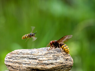 Hornisse (Vespa crabro)