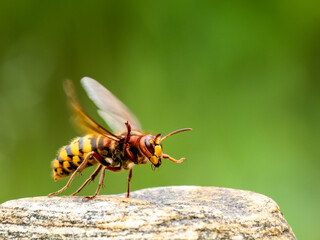 Hornisse (Vespa crabro)