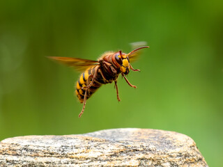 Hornisse (Vespa crabro)