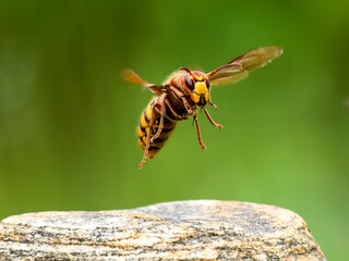 Hornisse (Vespa crabro)