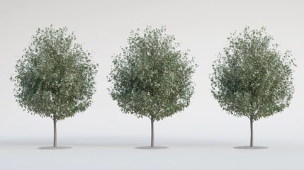 Fototapeta premium Three Realistic Tree Models Isolated on White Background