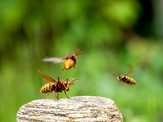 Hornisse (Vespa crabro)